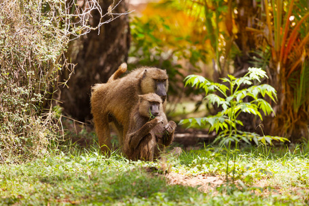 阿努比斯狒狒家庭在萨凡纳灌木, 肯尼亚, 非洲饲养
