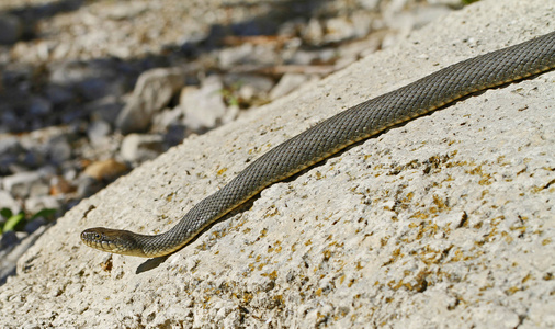 伊利湖 Watersnake Nerodia sipedon 风暴