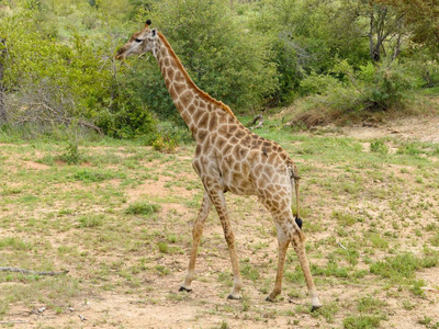 在自然野生非洲长颈鹿