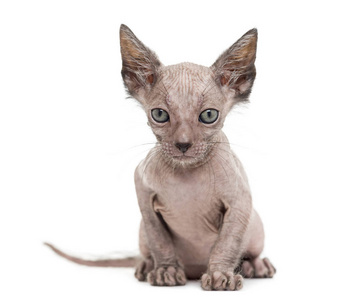 猫咪 Lykoi 猫, 7 周大, 也叫狼人猫港