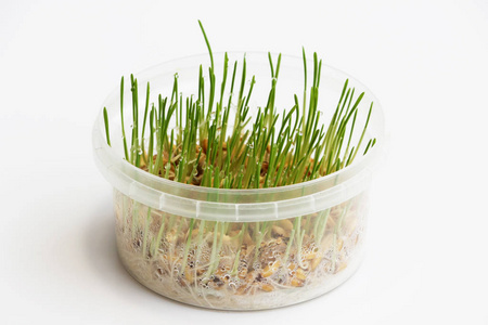 幼芽的燕麦为猫在冬季发芽, 以改善消化和作为维生素和酶的来源.