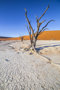 在Namibnau的Sossusvlei中的死树或死树