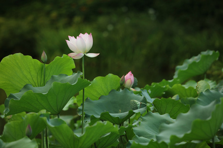 湖上的莲花