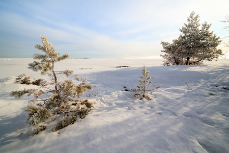 冻的雪海岸的冬天海巴伦支海树