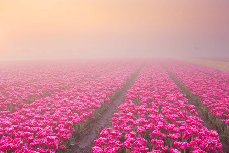 日出和雾行盛开的郁金香，荷兰