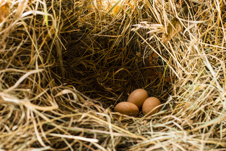 稻草黄鸡鸡蛋一窝黄鸡蛋白蛋黄烘烤配料在碗上的灯阴影草窝黄鸡蛋篮子