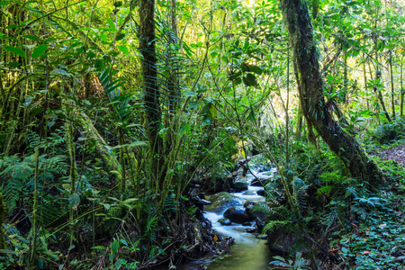 在雨林里流淌着美丽的溪水。哥斯达黎加中美洲