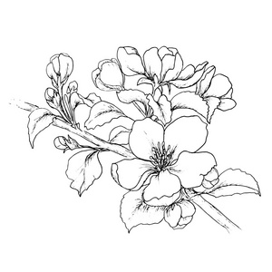 樱花手绘图片 樱花手绘素材 樱花手绘插画 摄图新视界