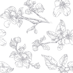 朵朵车前草图片