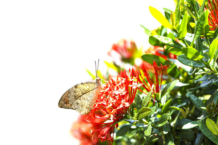 大橙色提示蝴蝶 Anthocharis cardamines 休息 o