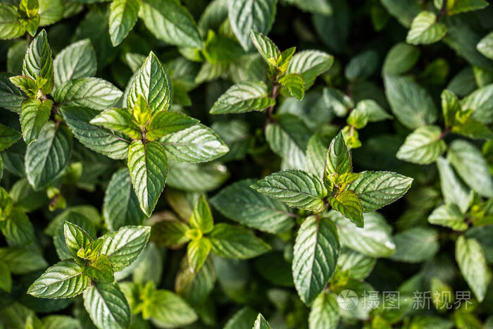 芳香的巧克力薄荷植物植物壁纸顶视图
