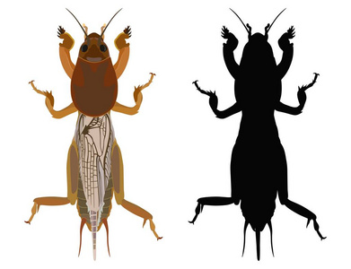 蝼蛄蝼蛄挖土蝼蛄大的昆虫,生活在陆地上的蝼蛄的肖像蝼蛄蝼蛄的特写