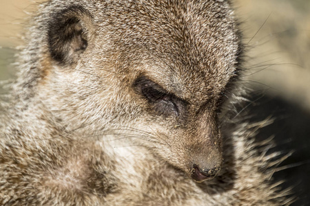 警报鼬, Suricata suricatta, 站在后卫