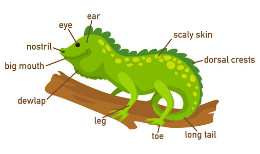 鬣蜥词汇部分的身体的插图