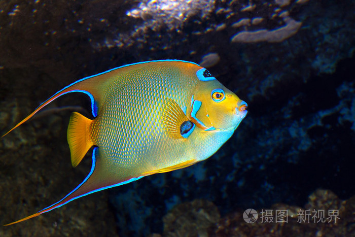 神仙鱼女王 holacanthus_ciliaris