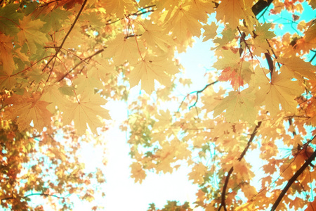 黄色枫叶在秋天的公园