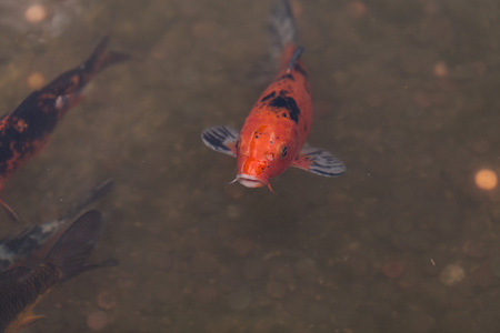 黑龙江野鲤锦鲤鱼