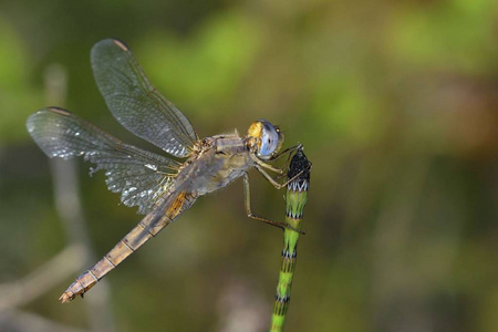 红色脉镖 Sympetrum fonscolombii, 克里特岛