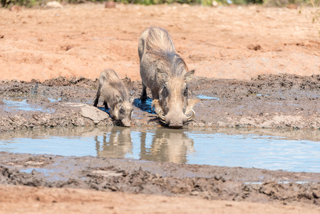 疣猪母猪和小猪喝水