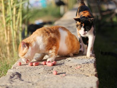 只漂亮的猫，坐在地上