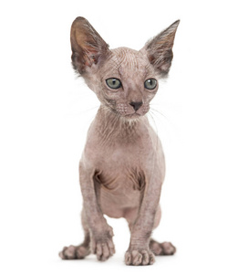 小猫 Lykoi, 7 周大, 也叫狼人猫