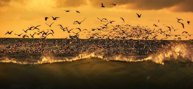 鸟类的野生动物, 许多海鸥盘旋在暴风雨的海面日落