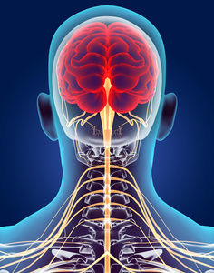 3d 插图男性中枢神经系统照片