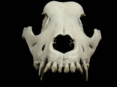 狗的头骨结构图片