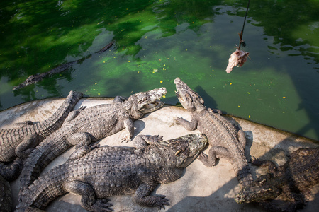泰国鳄鱼图片