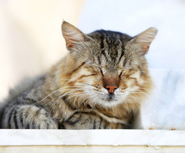 只漂亮的猫，坐在地上