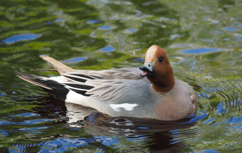 wigeon 鸭 阿纳斯佩内洛普 河上