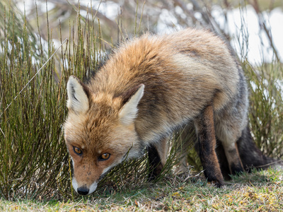 红狐狸 Vulpes vulpes 斜眼看