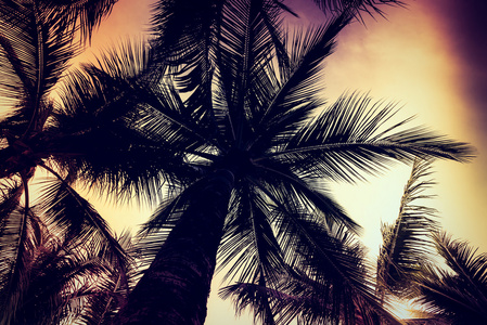棕榈树 silhouettes