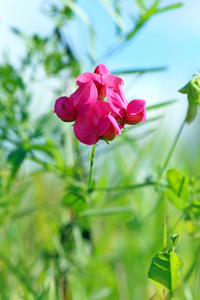 山黧豆芋。花