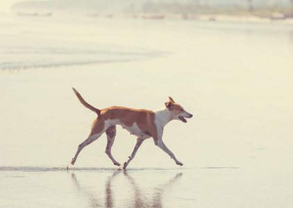 在海滩上跑近水的狗