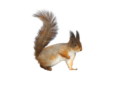 地松鼠尾巴图片