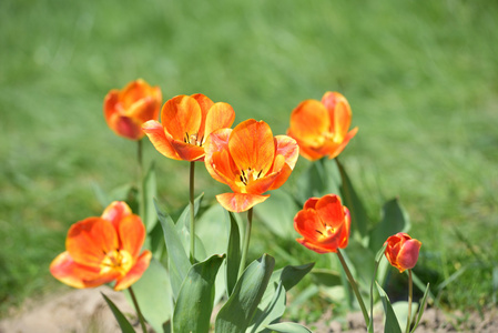 红色和黄色郁金香花园里