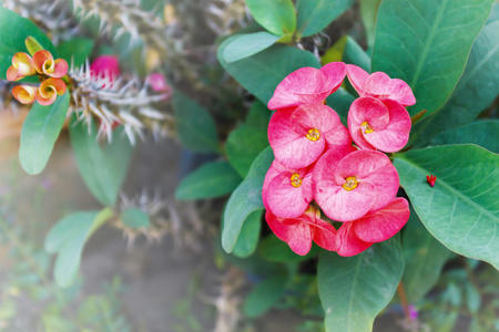 荆棘皇冠红色的花朵皇冠荆棘或基督刺束在铁道部棵树上照片