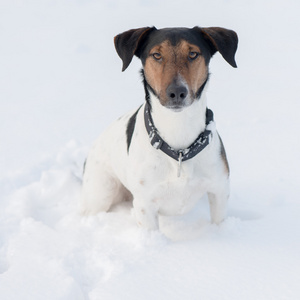 狩猎犬坐在雪地里，看着相机