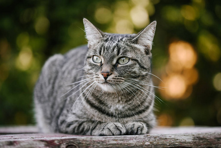 绿色花园中的美丽坐姿：宠物猫的灰色毛皮和晶亮的眼睛