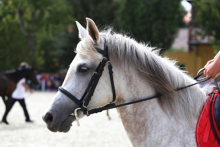 盛装舞步马自然背景上的肖像照片