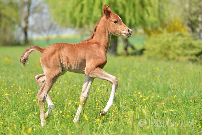 可爱的小马驹