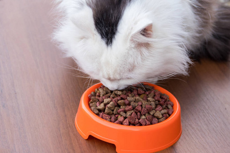 毛茸茸的可爱的猫吃干猫食物从橙碗照片