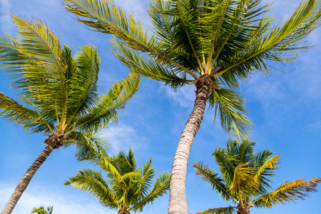 美丽的加勒比海滩上的棕榈树