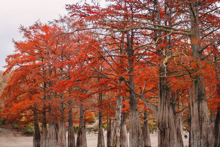 红色沼泽柏树, 秋天风景与树和水照片