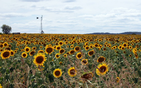 澳大利亚昆士兰农田的美丽明亮的黄色太阳花