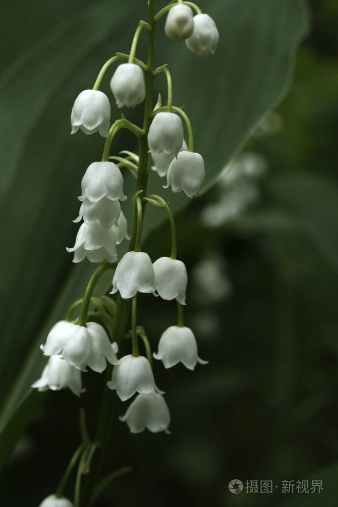 春季背景.森林里山谷的百合花.白色的花朵在绿叶的背景下.特写.性质照