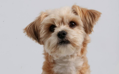 小棕色混合狗肖像在演播室