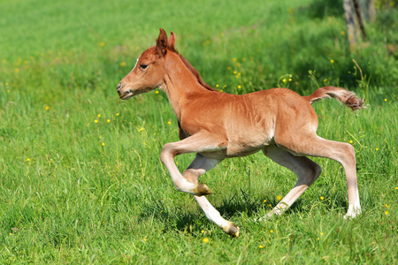 野生马小马驹图片