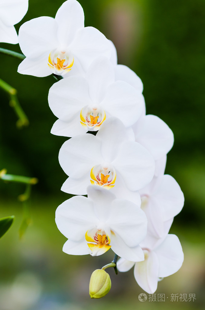 美丽的白色兰花